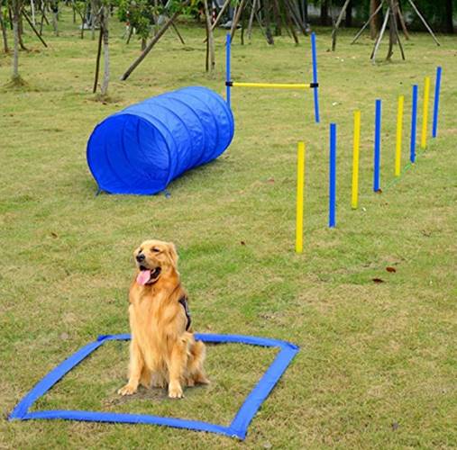 set de entrenamiento para perro post 